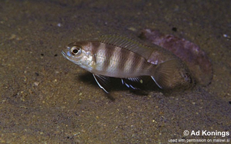 Pseudotropheus likomae 'Likoma Island'